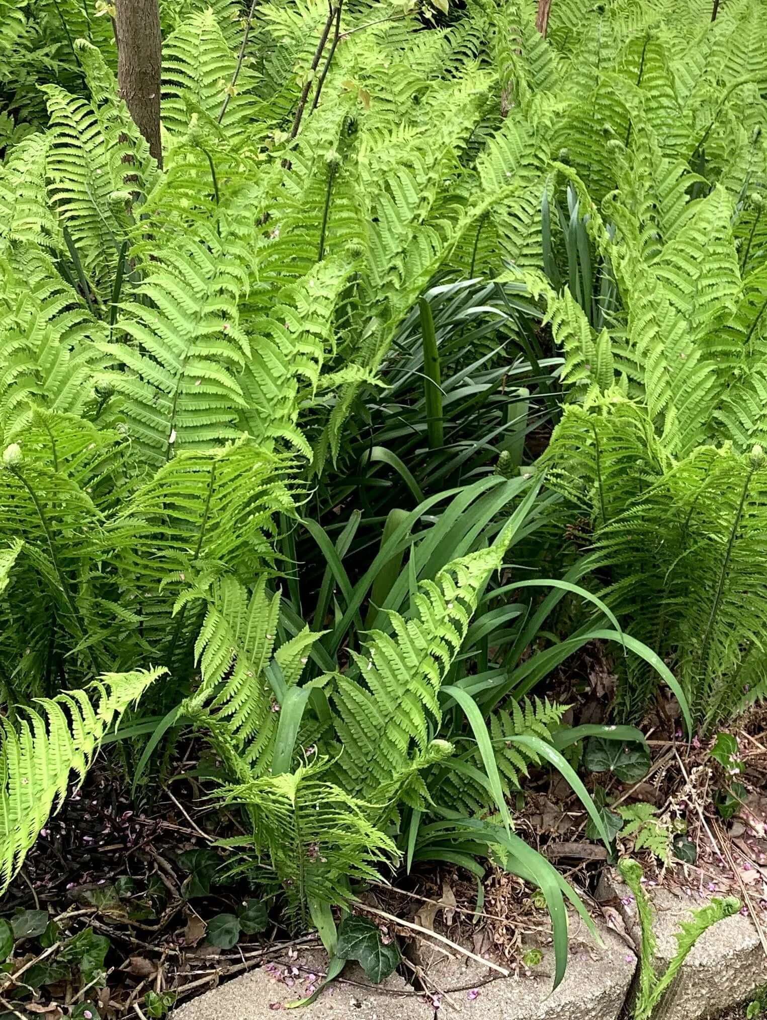 Lush green native ferns with feathery fronds in woodland setting