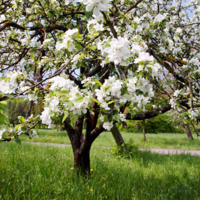 Blossoming apple tree with white flowers and green leaves in daylight