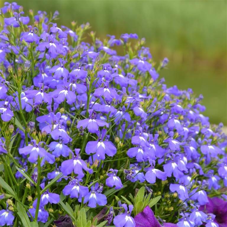 Vibrant purple great blue lobelia flowers with white centers and green stems