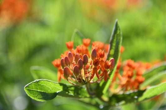 Vibrant butterfly weed orange milkweed flowers with green leaves in garden