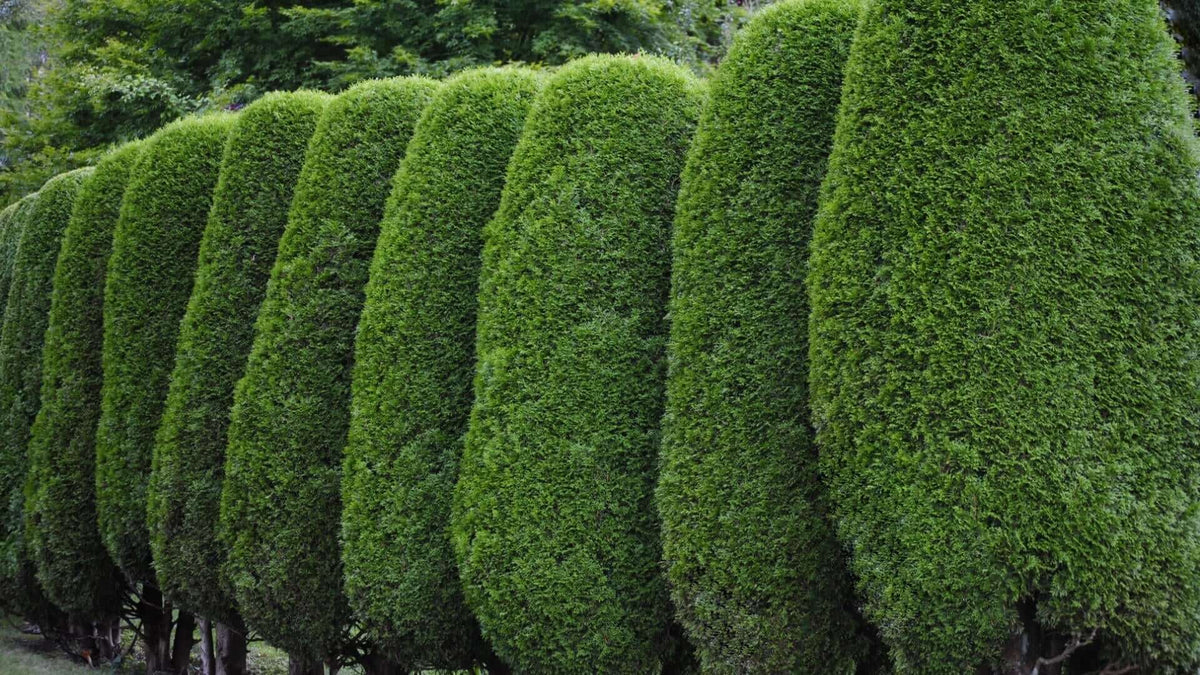 Vibrant green coniferous evergreen hedges for year-round curb appeal