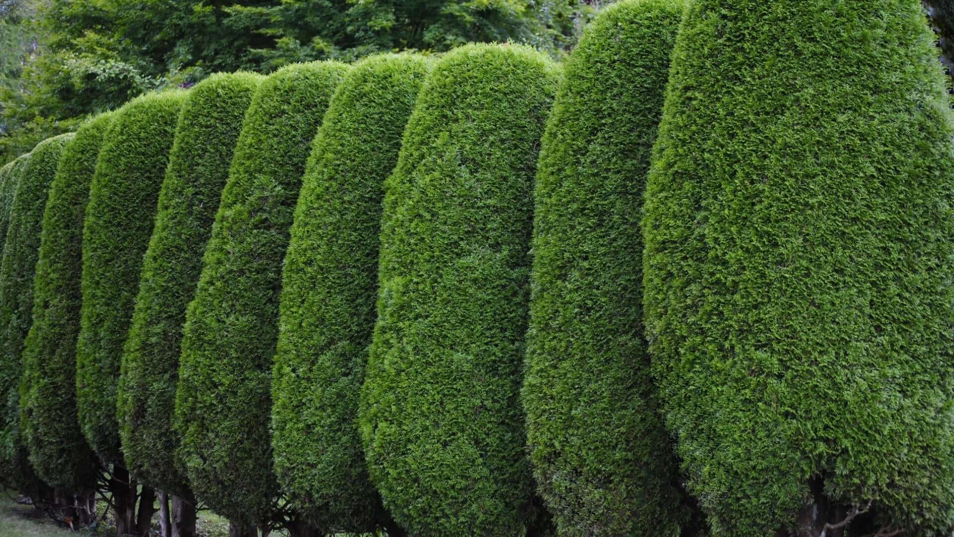 Vibrant green coniferous evergreen hedges for year-round curb appeal