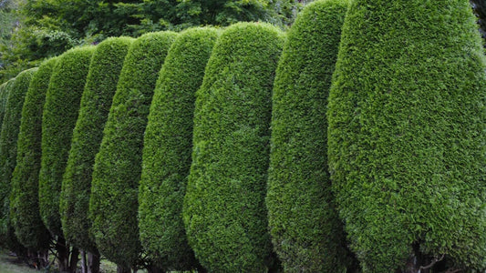 Vibrant green coniferous evergreen hedges for year-round curb appeal