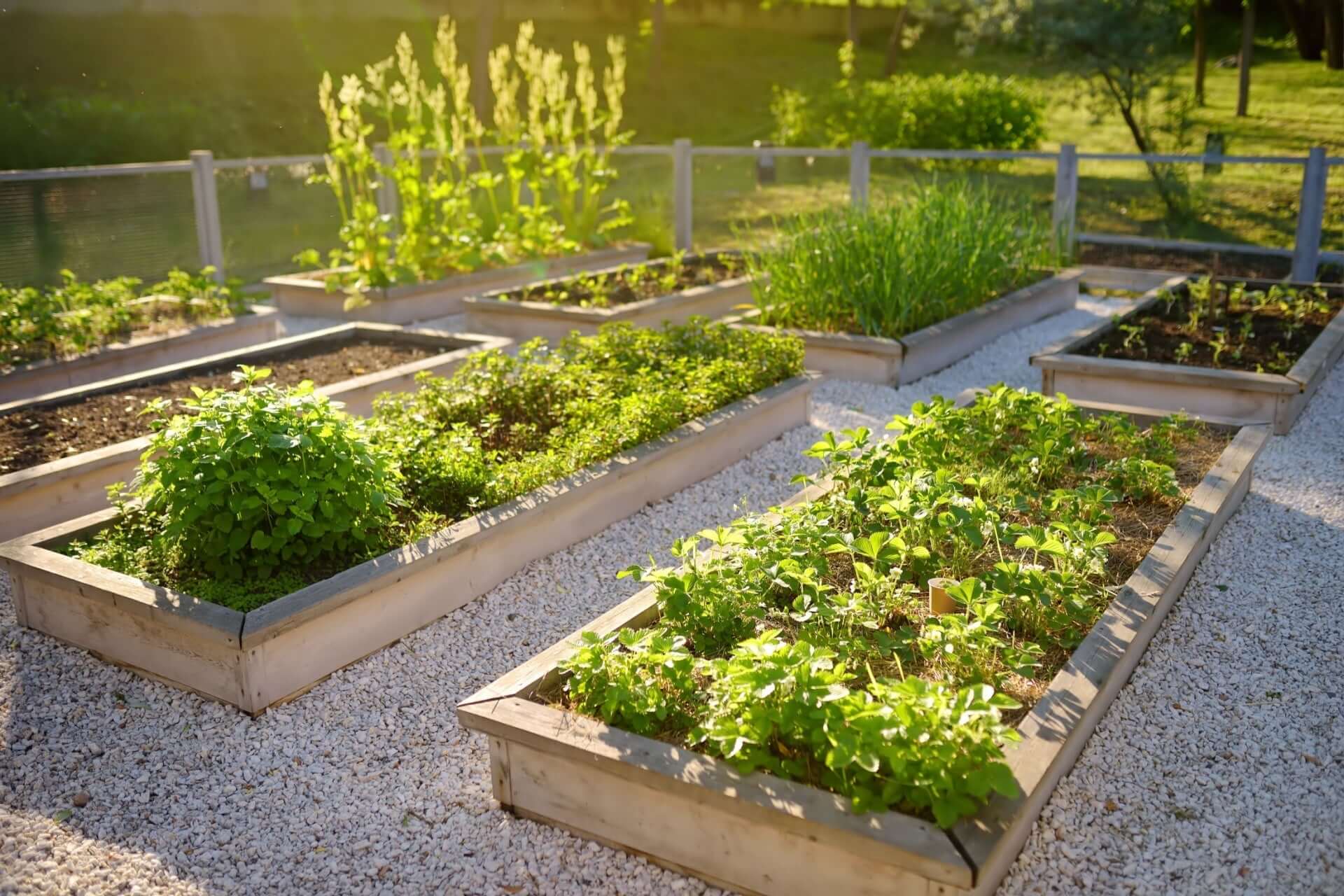 Rectangular wooden raised garden beds with lush green plants
