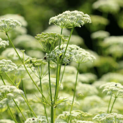 Delicate white feathery bishop’s weed flowers on slender green stems