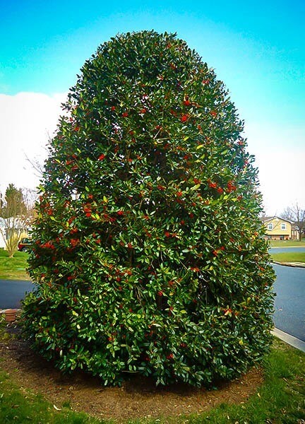 Nellie R. Stevens holly shrub with glossy dark green leaves and red berries