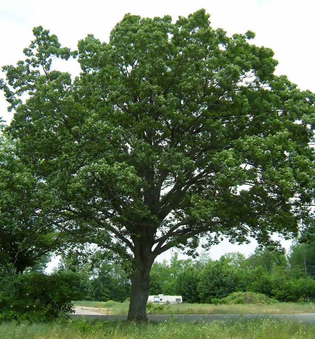 Majestic white oak tree with thick trunk and dense green canopy