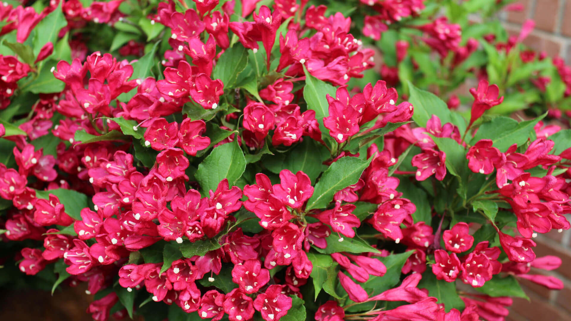 Vibrant fuchsia-pink flowering bush with glossy green leaves