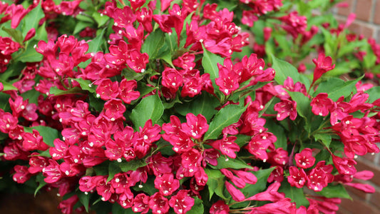 Vibrant fuchsia-pink flowering bush with glossy green leaves