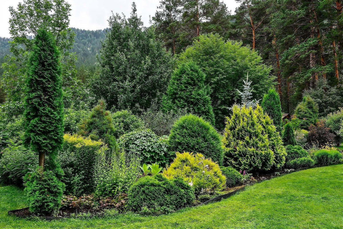 Lush green coniferous shrubs and trees in timeless evergreen landscaped garden