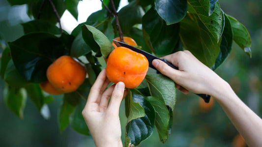 Hand cutting ripe orange persimmon from autumn tree branch
