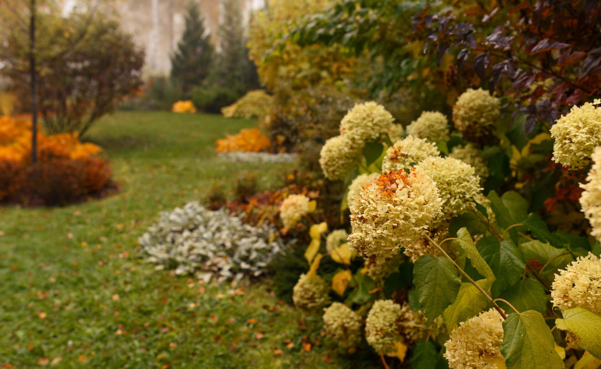 Cream-colored hydrangea blossoms with orange centers amid fall foliage