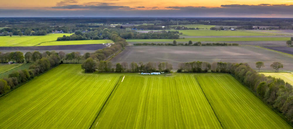 Vibrant green windbreak crop fields at golden sunset