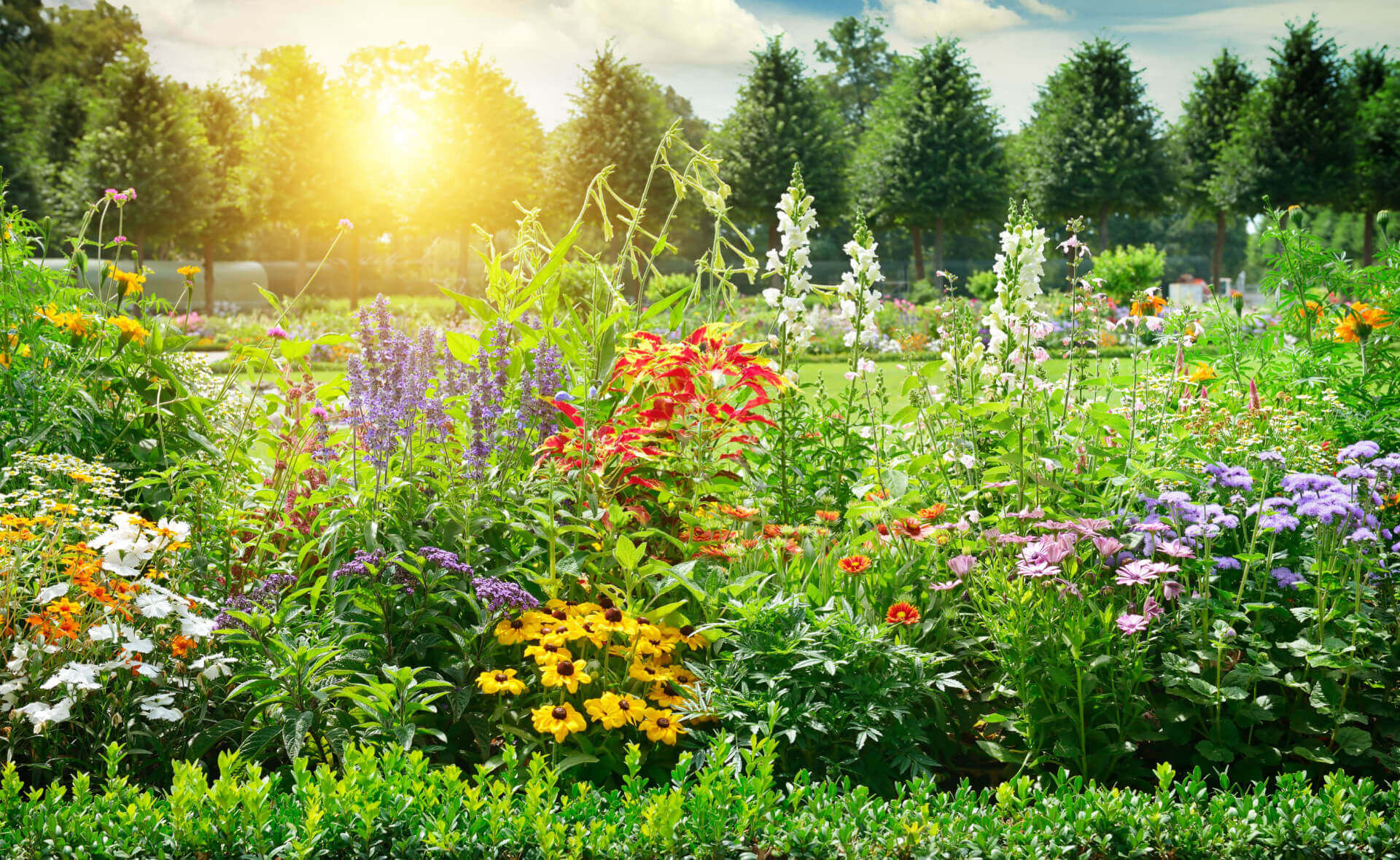 Vibrant sunlit garden with colorful wildflowers enhancing seasonal landscapes