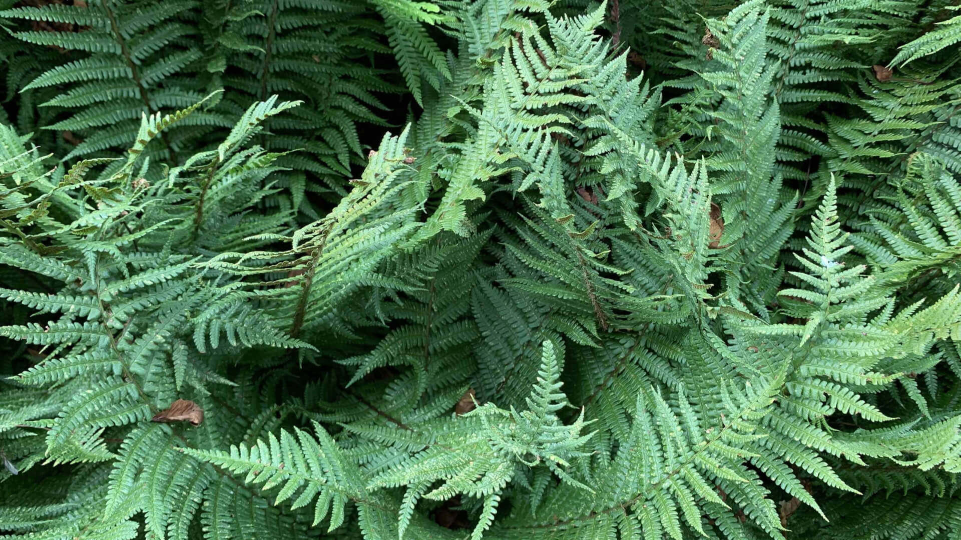Lush green evergreen fern fronds with feathery leaves in garden