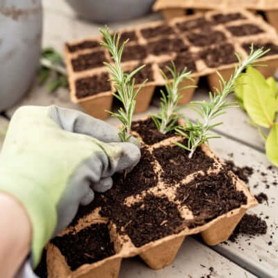 Hand in light green glove holds young rosemary plant in soil tray