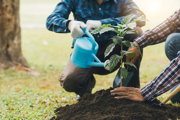 Bare-Root Trees: What They Are and Why We Ship Them