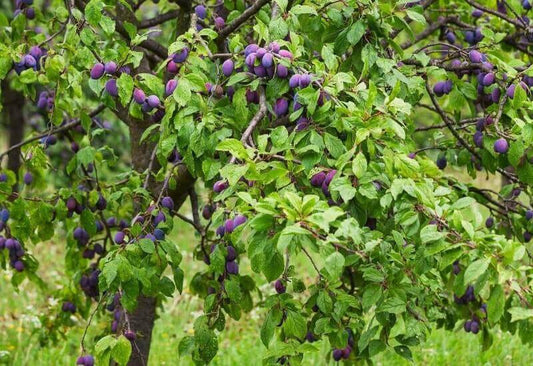 Lush plum tree with ripe purple plums for home harvest
