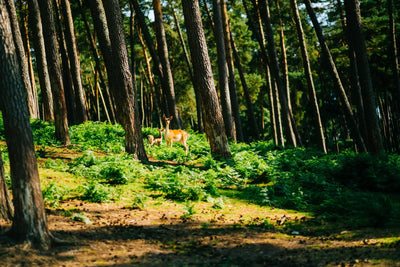 Deer Resistant Plants: What the Label Actually Means