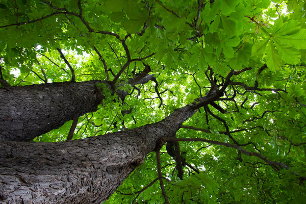 Fast Growing Trees That Actually Hold Up Long-Term