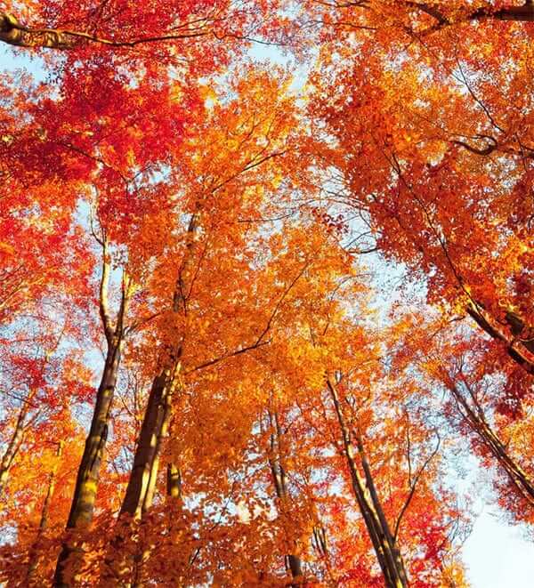 Vibrant autumn canopy of red and golden-orange leaves for Tennessee gardens