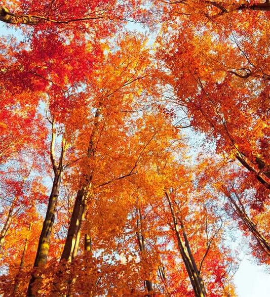 Vibrant autumn canopy of red and golden-orange leaves for Tennessee gardens