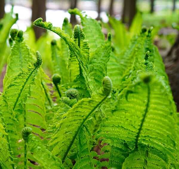Vibrant green fern fronds unfurling in forest for identification and growth