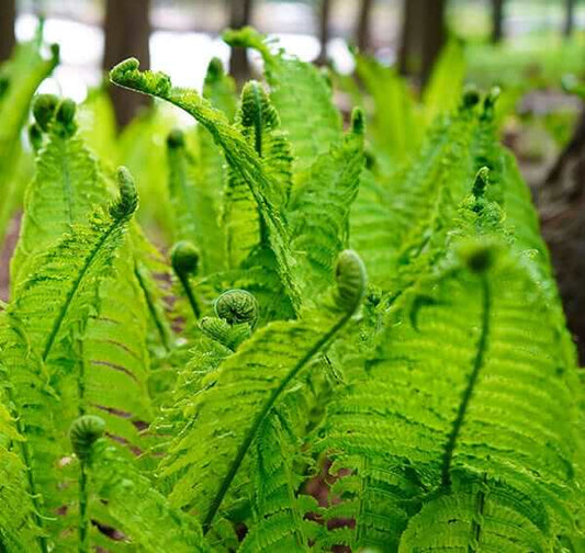 Vibrant green fern fronds unfurling in forest for identification and growth