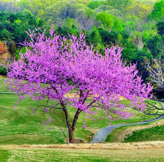 Vibrant purple flowering tree attracts hummingbirds in lush green field