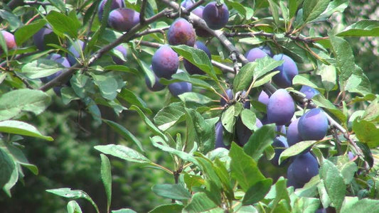 Plum Tree