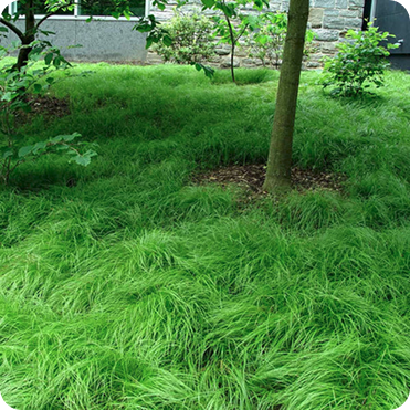 Lush green grass densely growing around tree trunk in nursery capital