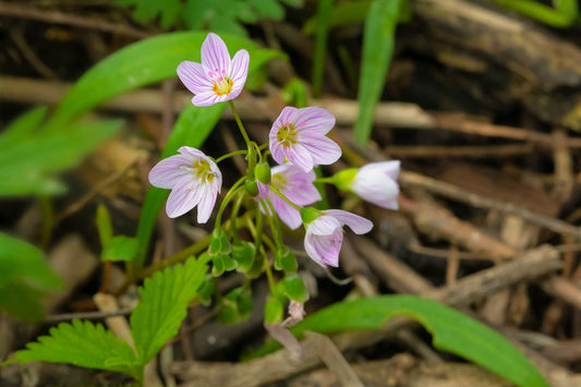 Spring beauty wildflower: pink petals with white stripes, yellow centers amid green leaves