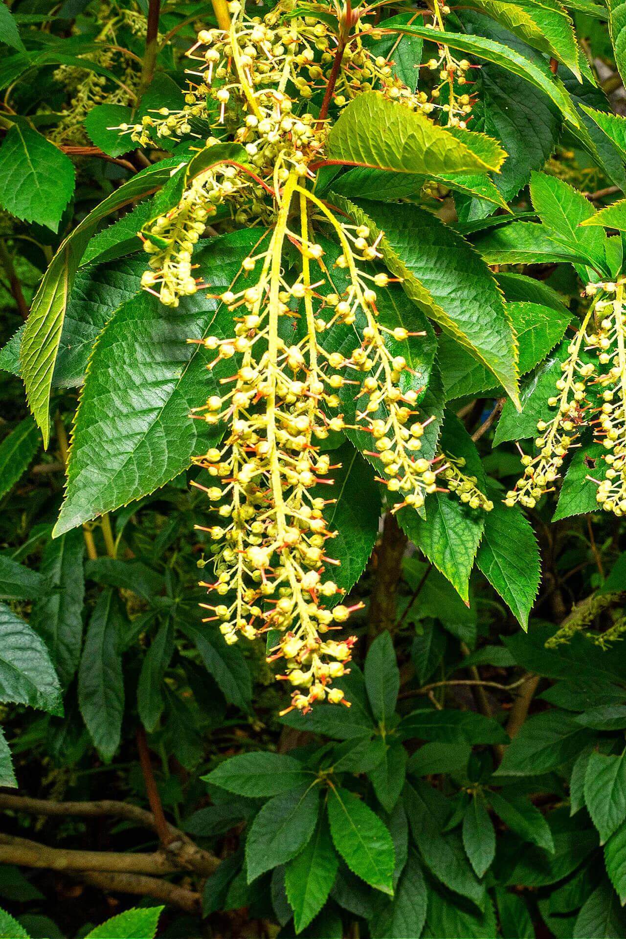 Healthy pale yellow seedling blossoms on green branch