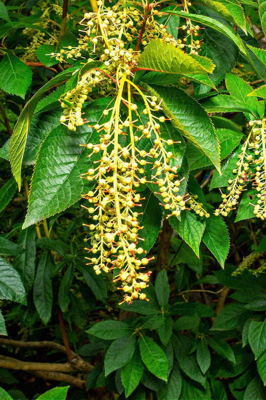Healthy pale yellow seedling blossoms on green branch