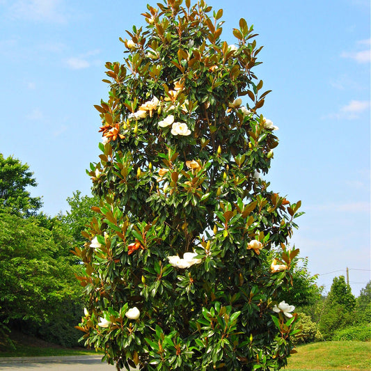 Tall lush magnolia tree with white blooms from best online nursery