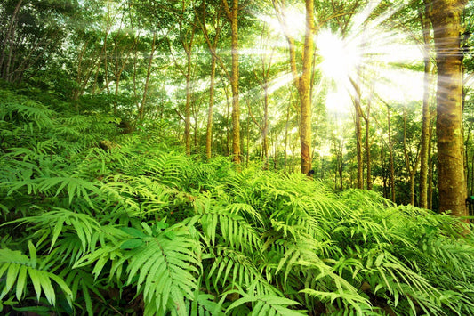 Lush green ferns on forest floor, perfect low-care plants for beginners