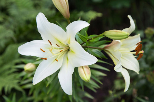 Delicate white Easter lily with curved petals and yellow center