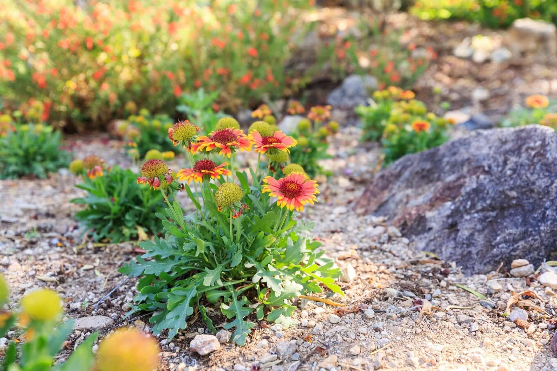 Vibrant orange yellow perennial bulbs blooming in rocky garden bed