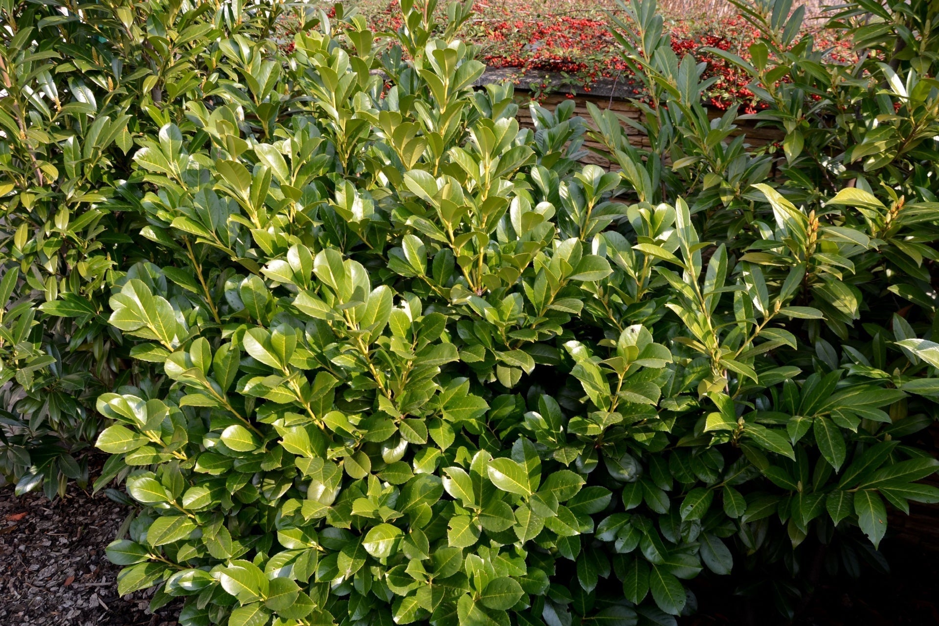Lush glossy green evergreen shrub with dense serrated leaves for zone 8 gardens