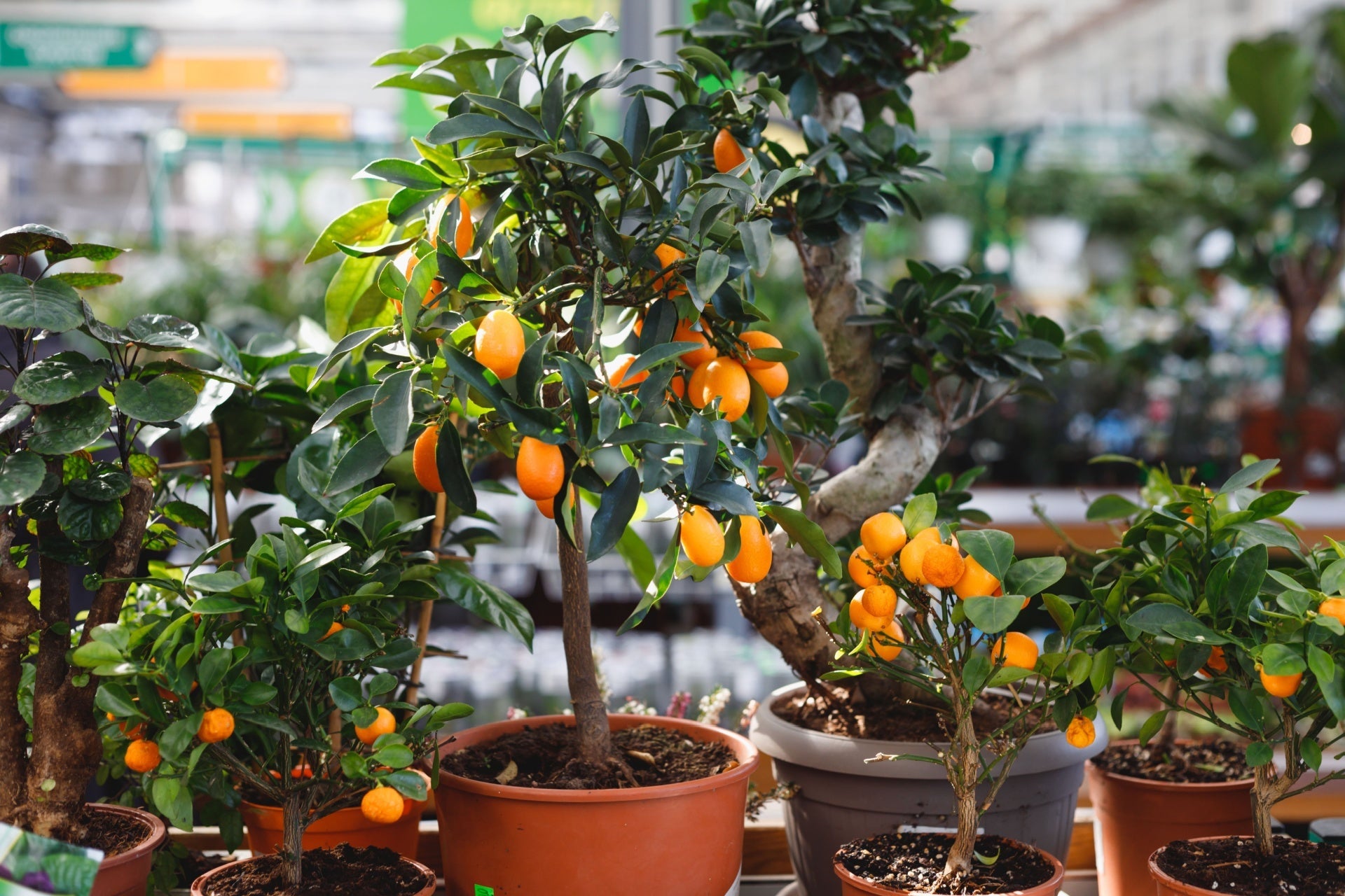 Dwarf citrus tree in terracotta pot with orange fruits and green leaves