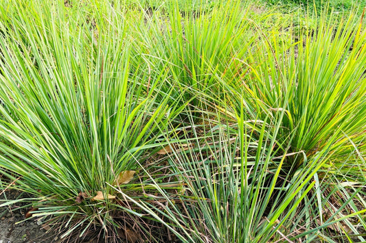 Lush green lemongrass blades with yellow tips, perennial garden plant
