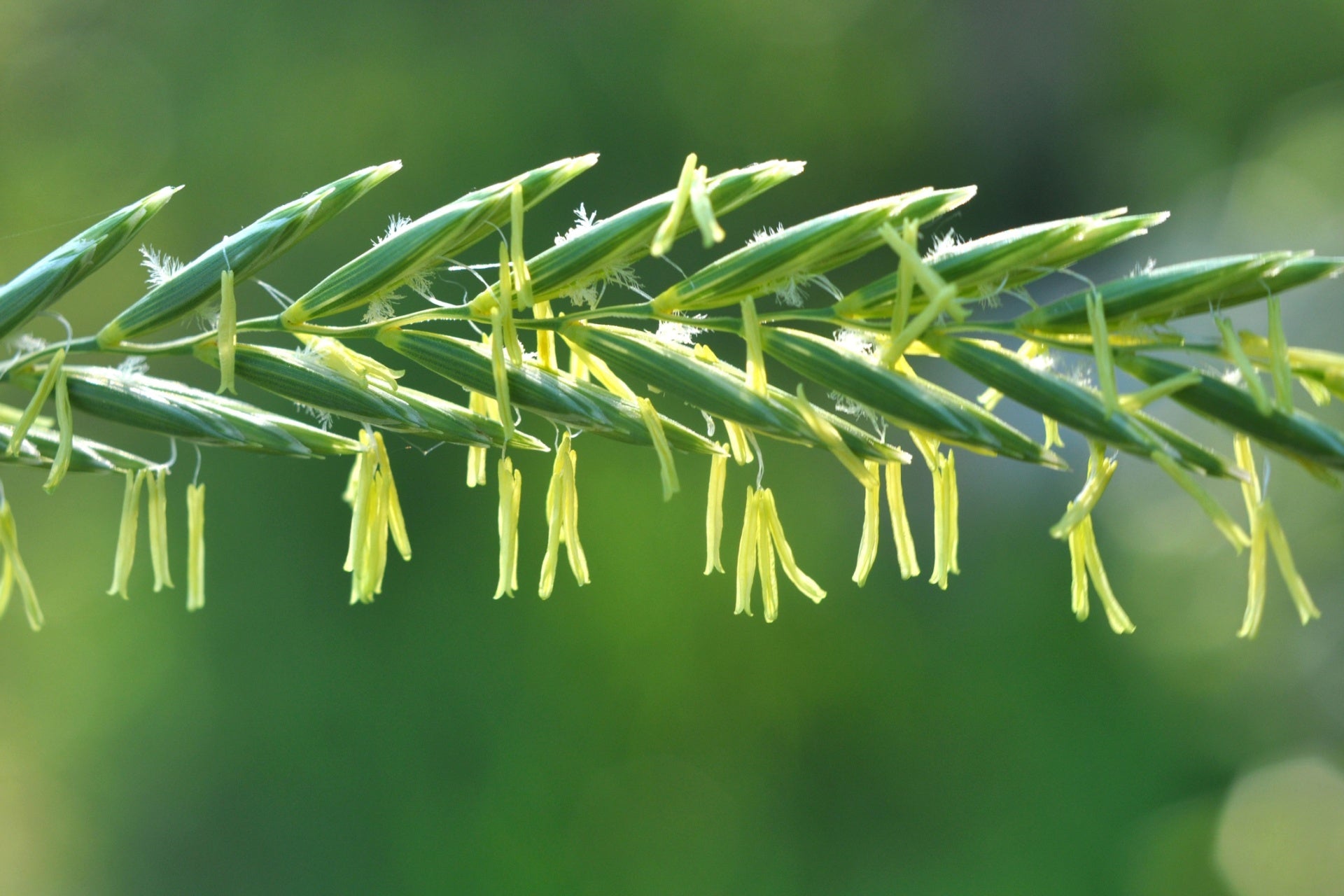 Vibrant green perennial ryegrass stalk with delicate yellowish-green florets