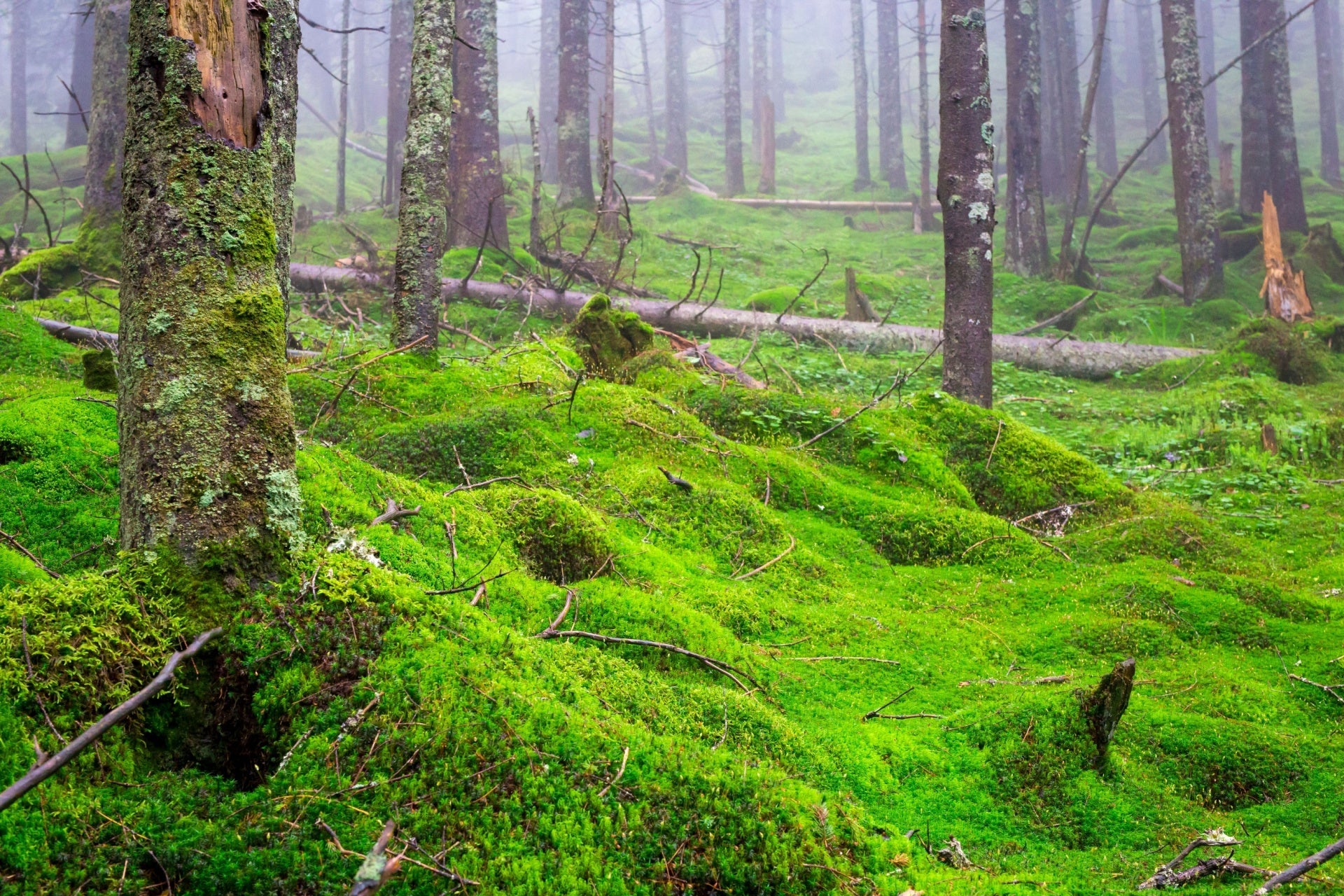 Vibrant carpet moss blankets forest floor in misty woodland for native gardens