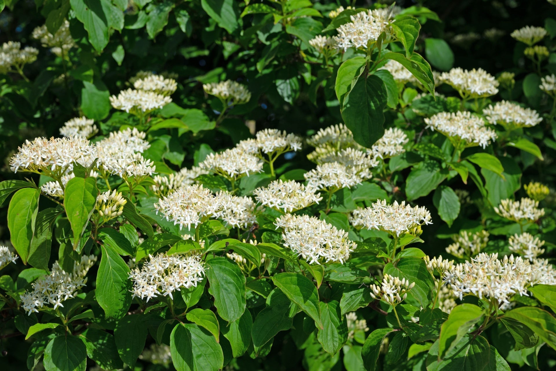 Lush dogwood bush with clusters of delicate white flowers and green leaves