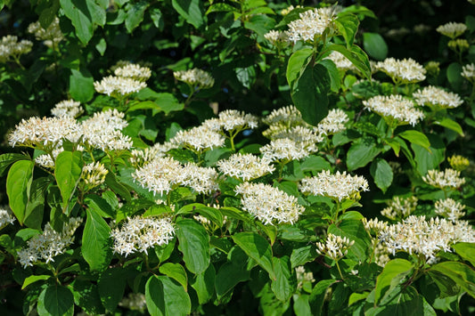 Lush dogwood bush with clusters of delicate white flowers and green leaves