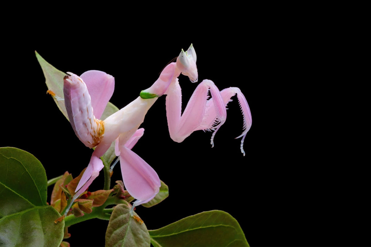 Delicate pink mantis camouflaged as flower in garden setting