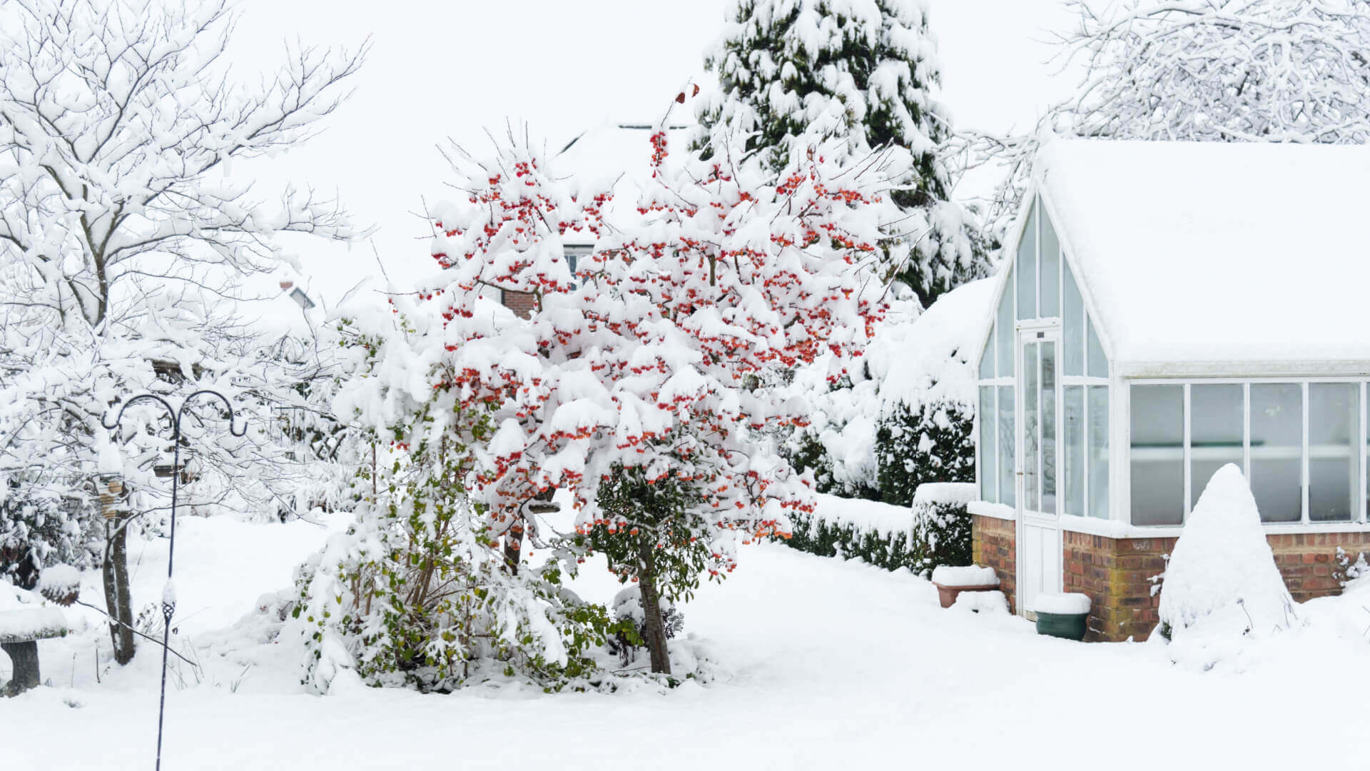Snow-covered evergreen tree with red berries in winter garden