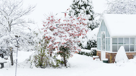 Snow-covered evergreen tree with red berries in winter garden
