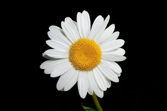 How To Grow Oxeye Daisy