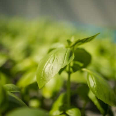 Fresh green basil plant with glossy leaves from best online nursery